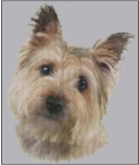 (image for) Cairn Terrier (No Background)